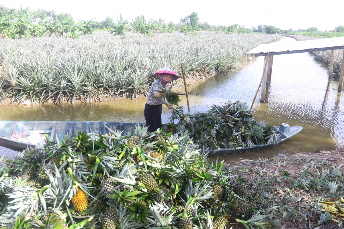 Thu nhập hơn 100 triệu đồng/ha/năm từ trái khóm Cầu Đúc